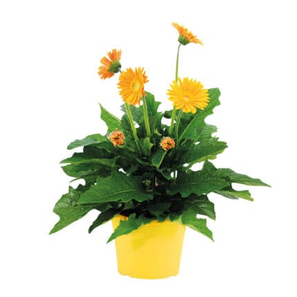 Gerbera garvinea - Geel - Hoogte 45-60cm -⌀19cm bezorgen via Florastore