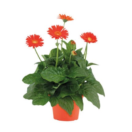 Gerbera garvinea - Oranje - Hoogte 45-60cm -⌀19cm bezorgen via Florastore