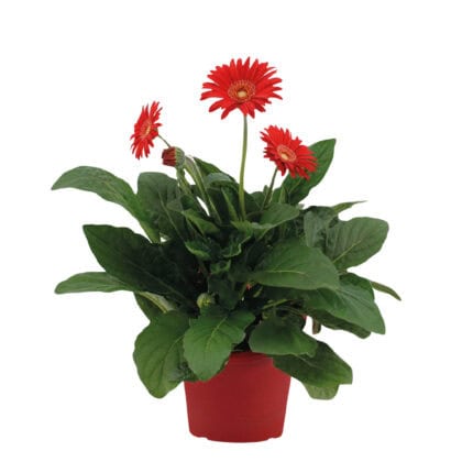Gerbera garvinea - Rood - Hoogte 45-60cm -⌀19cm bezorgen via Florastore