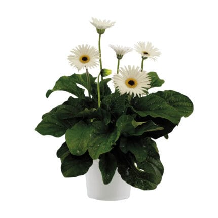 Gerbera garvinea - Wit - Hoogte 45-60cm -⌀19cm bezorgen via Florastore