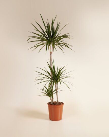 Marginata bezorgen via PLNTS