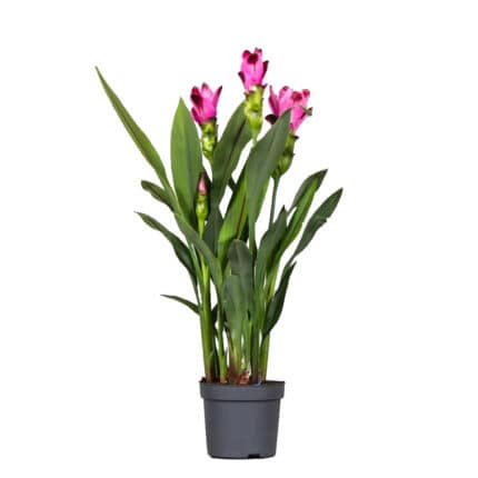 Siamese tulp - Set van 2 - Curcuma'Siam Splash'- Roze - Hoogte 40-60cm -⌀13cm bezorgen via Florastore