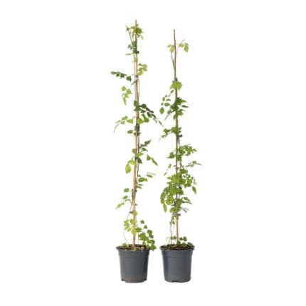 Trompetbloem - Set van 2 - Campsis radicans - Hoogte 110-120cm -⌀17cm bezorgen via Florastore