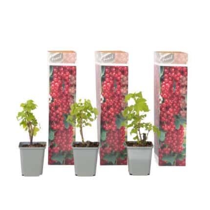 Aalbes - Set van 3 - Ribes rubrum - Hoogte 25-40cm -⌀9cm bezorgen via Florastore