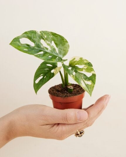Adansonii Variegated bezorgen via PLNTS