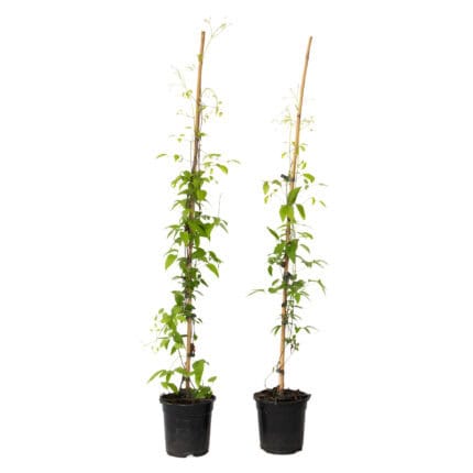 Bosrank - 2 stuks - Clematis'The President'- Hoogte 100-120cm -⌀17cm bezorgen via Florastore