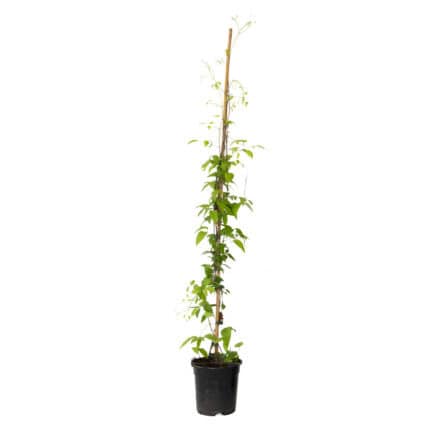 Bosrank - Clematis'Hagley Hybrid'- Hoogte 100-120cm -⌀17cm bezorgen via Florastore