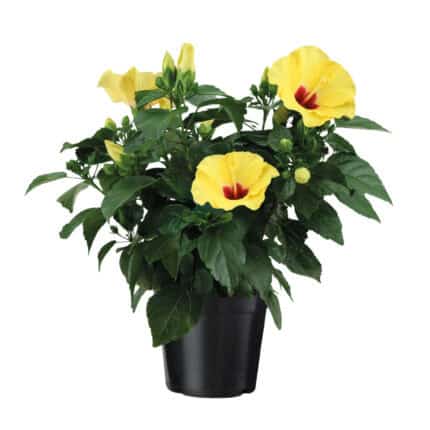 Chinese roos - Hibiscus rosa-sinensis - Geel -⌀17cm - Hoogte 40-50cm bezorgen via Florastore