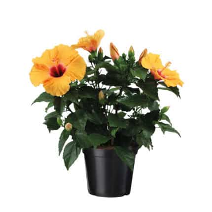 Chinese roos - Hibiscus rosa-sinensis - Oranje - Hoogte 40-50cm -⌀17cm bezorgen via Florastore