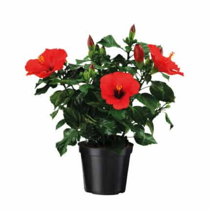 Chinese roos - Hibiscus rosa-sinensis - Rood -⌀17cm - Hoogte 40-50cm bezorgen via Florastore