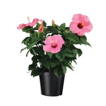 Chinese roos - Hibiscus rosa-sinensis - Roze - Hoogte 40-50cm -⌀17cm bezorgen via Florastore