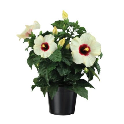 Chinese roos - Hibiscus rosa-sinensis - Wit -⌀17cm - Hoogte 40-50cm bezorgen via Florastore