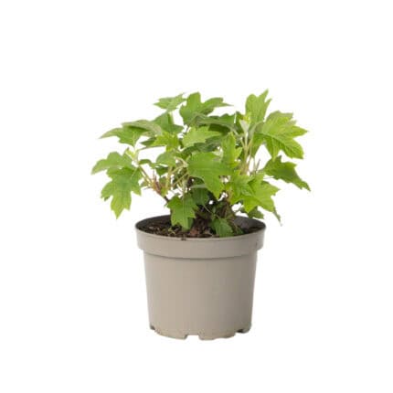 Hortensia - Hydrangea quercifolia'Toy Soldier'- Hoogte 25-40cm -⌀19cm bezorgen via Florastore