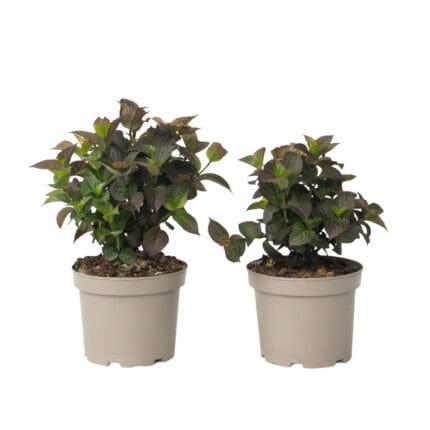 Hortensia - Set van 2 - Hydrangea serrata'Dare Devil'- Hoogte 19cm bezorgen via Florastore