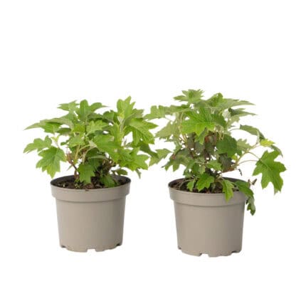 Hortensia - Set van 2 - Hydrangea'Toy Soldier'- Hoogte 25-40cm -⌀19cm bezorgen via Florastore