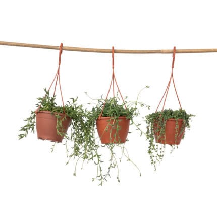 Parelketting - Mix van 3 - Senecio - Hoogte 25-35cm -⌀12cm bezorgen via Florastore