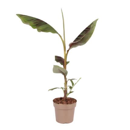 Rode bananenplant - Ensete ventricosum - Hoogte 55-70cm -⌀21cm bezorgen via Florastore