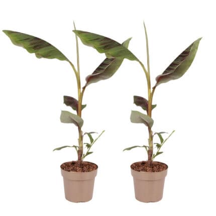 Rode bananenplant - Set van 2 - Ensete ventricosum - Hoogte 55-70cm -⌀21cm bezorgen via Florastore