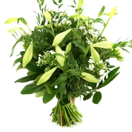 Schoonheid van bloemen witte lelie's