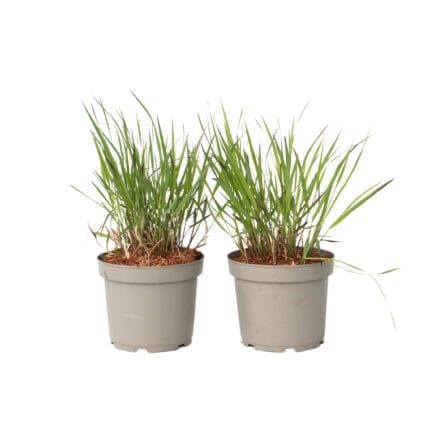 Vingergras - 2 stuks - Panicum Virgatum'Squaw'- Hoogte 40-60cm -⌀23cm bezorgen via Florastore