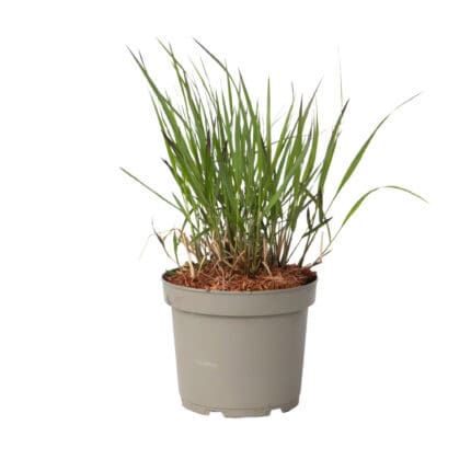 Vingergras - Panicum Virgatum'Squaw'- Hoogte 40-60cm -⌀23cm bezorgen via Florastore