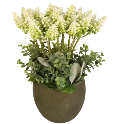 Witte druiven in pot H 30cm x B 17cm