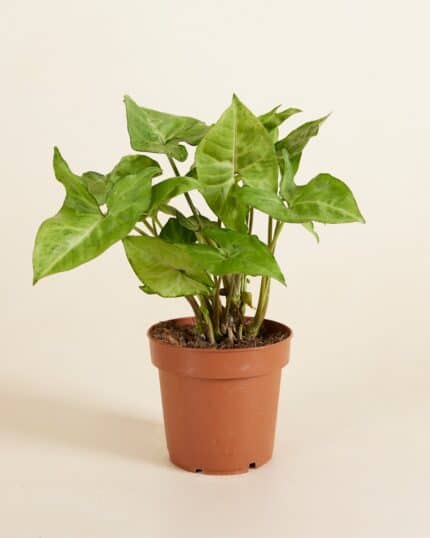 Arrow bezorgen via PLNTS