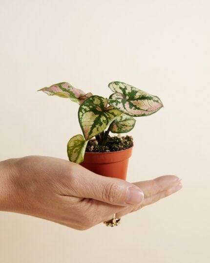 Caladium - Purple Light bezorgen via PLNTS