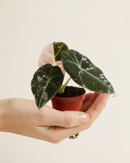 Black Velvet Pink Albo Variegated  (B-grade) bezorgen via PLNTS