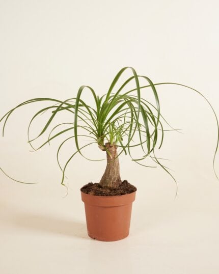 Recurvata bezorgen via PLNTS