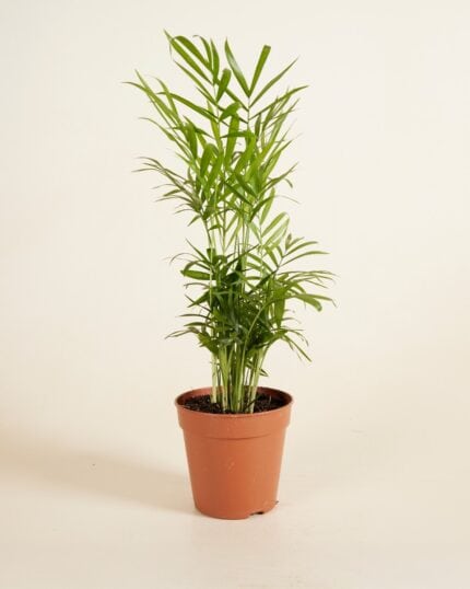 Elegans bezorgen via PLNTS