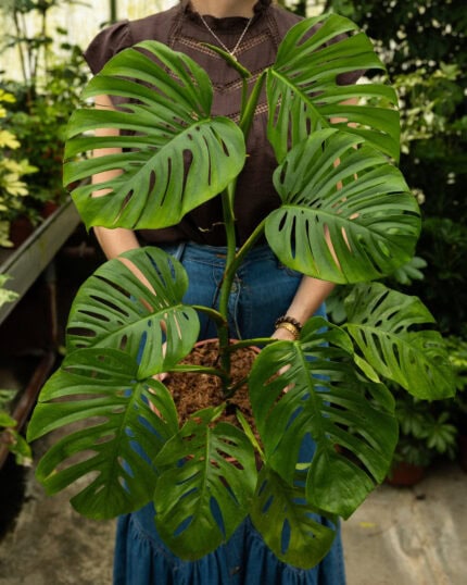 Odd Spot Plants x PLNTS bezorgen via PLNTS