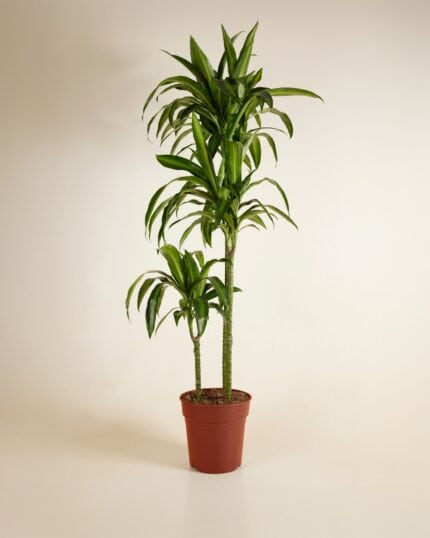 Hawaiian Sunshine bezorgen via PLNTS