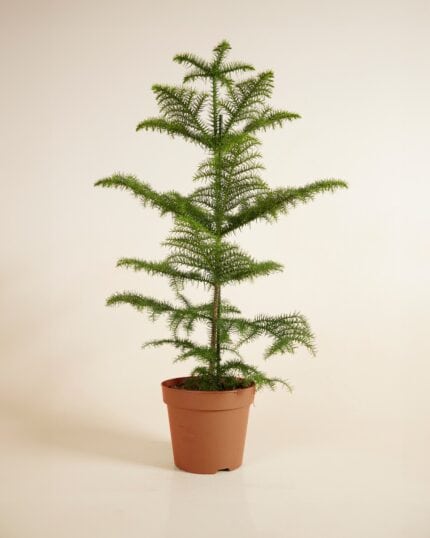 Heterophylla bezorgen via PLNTS