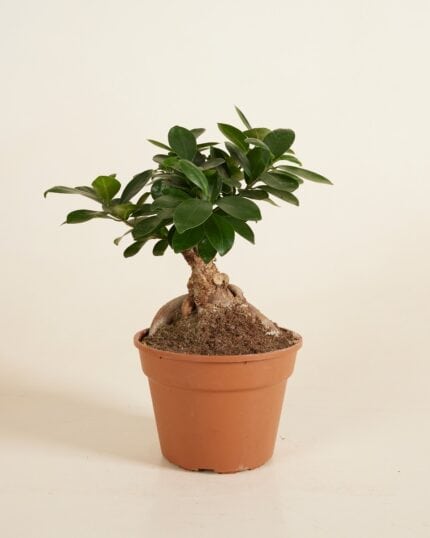 Ginseng bezorgen via PLNTS