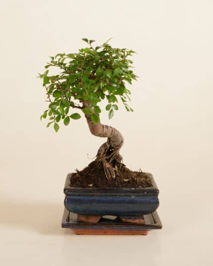 Parvifolia bezorgen via PLNTS