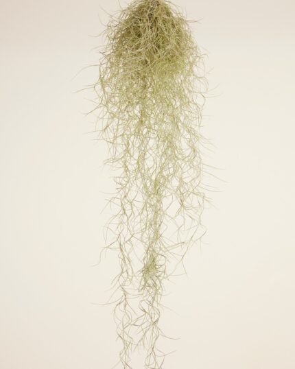 Usneoidus bezorgen via PLNTS