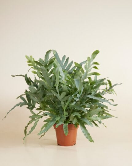 Aureum Blue Star bezorgen via PLNTS