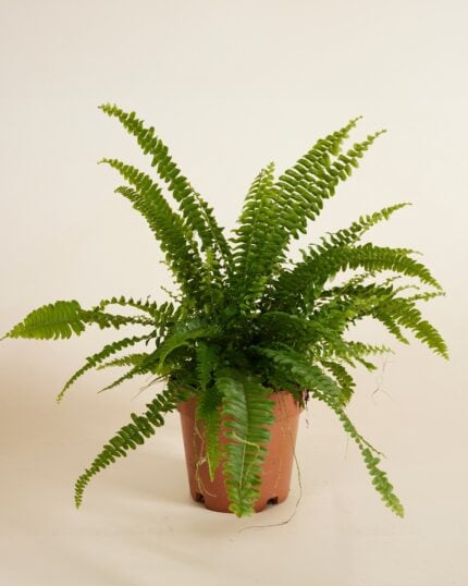 Exaltata Green Lady bezorgen via PLNTS