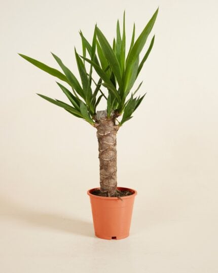 Yucca bezorgen via PLNTS