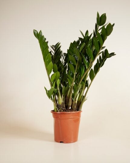 Zamiifolia bezorgen via PLNTS
