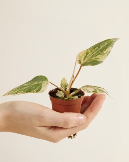 Gloriosum Variegata bezorgen via PLNTS
