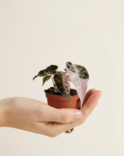 Bambino Pink bezorgen via PLNTS