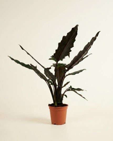 Alocasia Lauterbachiana bezorgen via PLNTS