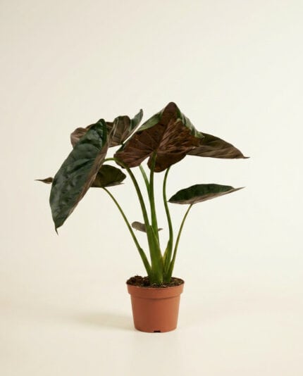 Alocasia Wentii bezorgen via PLNTS