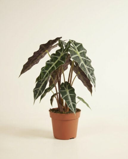 Alocasia polly bezorgen via PLNTS