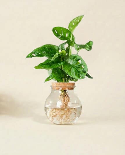 Monstera Adansonii (incl. glass dome + cork) bezorgen via PLNTS