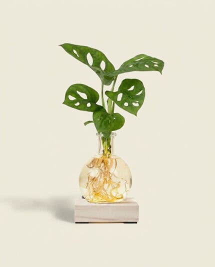 Monstera Adansonii mini + LED bezorgen via PLNTS