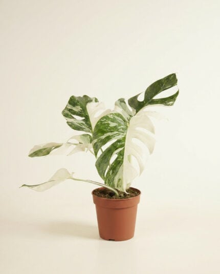 Monstera Deliciosa Variegata Super White bezorgen via PLNTS