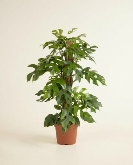 Monstera Minima bezorgen via PLNTS